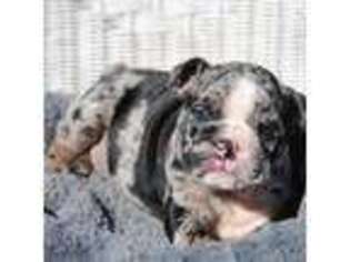 Bulldog Puppy for sale in Whiting, KS, USA