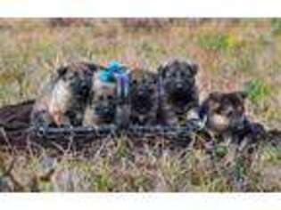 German Shepherd Dog Puppy for sale in Cumby, TX, USA