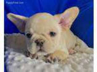 French Bulldog Puppy for sale in Newport News, VA, USA