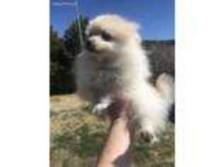 Pomeranian Puppy for sale in Trinidad, CO, USA