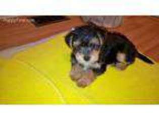 Yorkshire Terrier Puppy for sale in Dundalk, MD, USA
