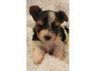 Biewer Terrier Puppy for sale in Dallas, TX, USA