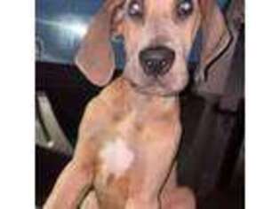 Great Dane Puppy for sale in East Alton, IL, USA