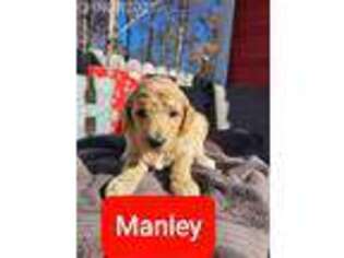 Goldendoodle Puppy for sale in Blacksburg, SC, USA
