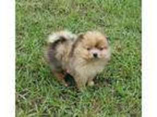 Pomeranian Puppy for sale in Repton, AL, USA