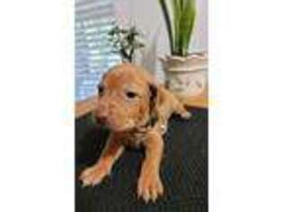 Vizsla Puppy for sale in Killeen, TX, USA