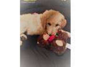 Goldendoodle Puppy for sale in Evans, CO, USA