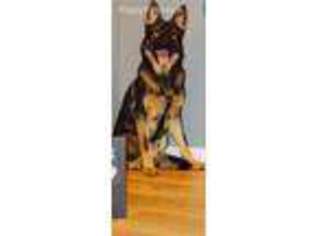 German Shepherd Dog Puppy for sale in Webster, TX, USA