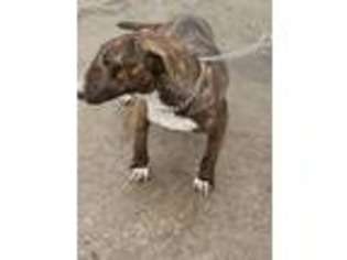 Bull Terrier Puppy for sale in Wann, OK, USA