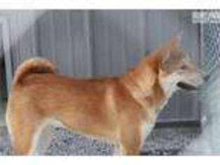 Shiba Inu Puppy for sale in Bowling Green, KY, USA