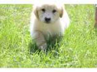 Samoyed Puppy for sale in Free Soil, MI, USA