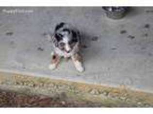 Miniature Australian Shepherd Puppy for sale in Sumrall, MS, USA