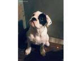 Olde English Bulldogge Puppy for sale in Prosser, WA, USA