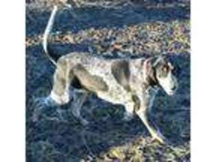 Bluetick Coonhound Puppy for sale in Sedalia, MO, USA