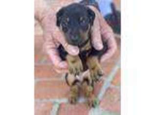 Doberman Pinscher Puppy for sale in San Diego, CA, USA