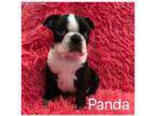 Boston Terrier Puppy for sale in Flagstaff, AZ, USA