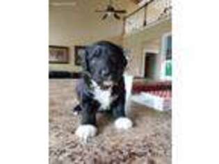 Mutt Puppy for sale in Cleveland, TN, USA