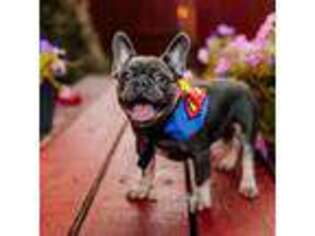 French Bulldog Puppy for sale in Blue Springs, MO, USA