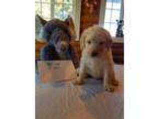 Labradoodle Puppy for sale in Elizabeth, CO, USA
