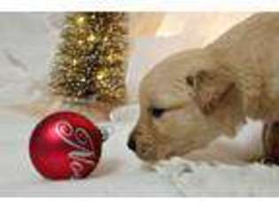 Golden Retriever Puppy for sale in GAINESVILLE, GA, USA