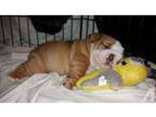 Bulldog Puppy for sale in BELLFLOWER, CA, USA