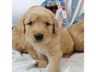 Golden Retriever Puppy for sale in Dallas, TX, USA