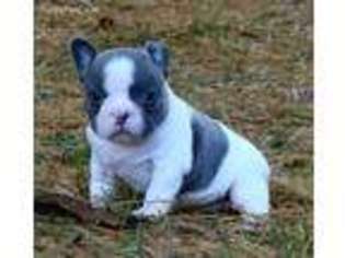 French Bulldog Puppy for sale in Weirton, WV, USA