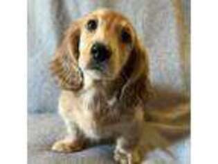 Dachshund Puppy for sale in Hebron, IN, USA