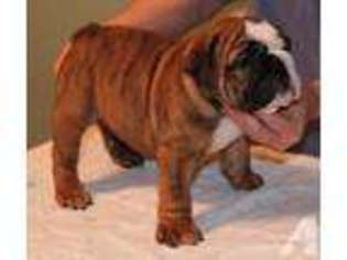 Bulldog Puppy for sale in LEWISTOWN, PA, USA