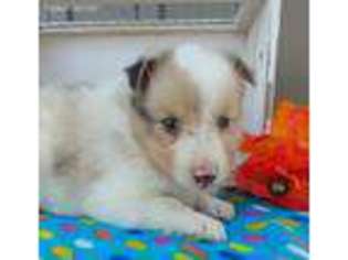 Shetland Sheepdog Puppy for sale in New Haven, IN, USA