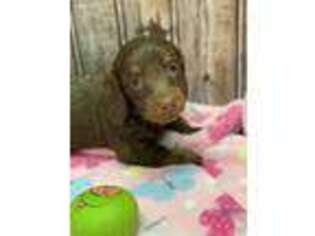 Dachshund Puppy for sale in Rocky Comfort, MO, USA