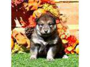 Native American Indian Dog Puppy for sale in Clinton, AR, USA