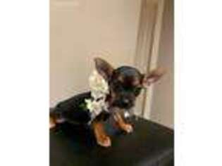 Chorkie Puppy for sale in Oregon City, OR, USA