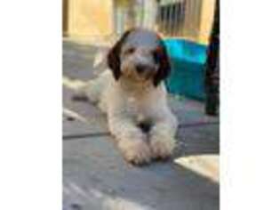 Labradoodle Puppy for sale in Menifee, CA, USA