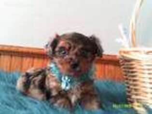 Yorkshire Terrier Puppy for sale in Olean, NY, USA