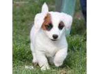 Jack Russell Terrier Puppy for sale in Seymour, TX, USA