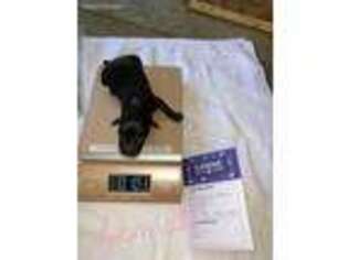 Labrador Retriever Puppy for sale in Tickfaw, LA, USA