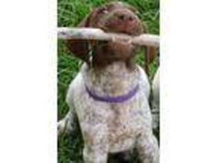 German Shorthaired Pointer Puppy for sale in Gerald, MO, USA