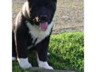 Akita Puppy for sale in Cherry Valley, NY, USA