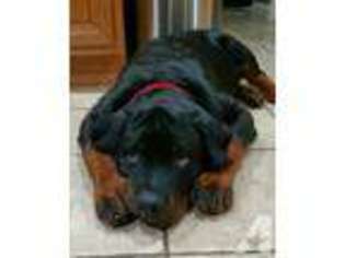 Rottweiler Puppy for sale in CLINTON, MA, USA