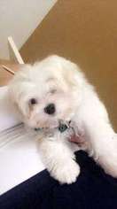 Maltese Puppy for sale in Homosassa, FL, USA