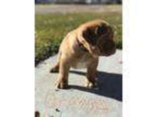 American Bull Dogue De Bordeaux Puppy for sale in Fountain Green, UT, USA