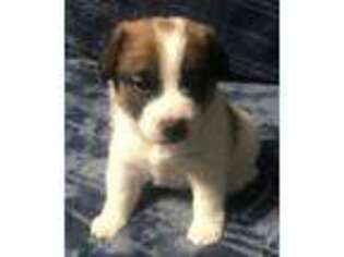Jack Russell Terrier Puppy for sale in College Station, TX, USA