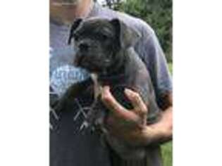 French Bulldog Puppy for sale in Garrison, MO, USA