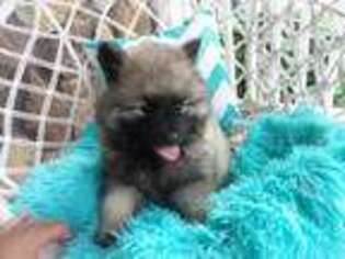 Keeshond Puppy for sale in Montgomery, IN, USA