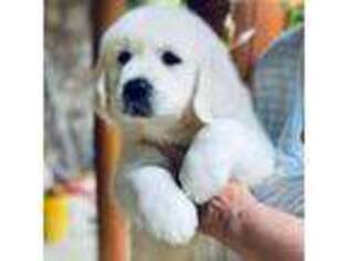 Golden Retriever Puppy for sale in Blacksburg, VA, USA