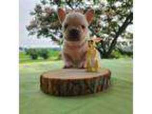 French Bulldog Puppy for sale in Bernville, PA, USA