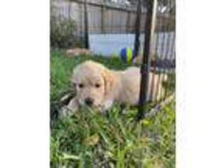 Golden Retriever Puppy for sale in Conroe, TX, USA