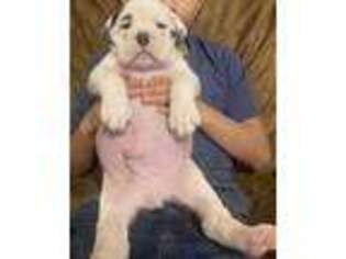 Olde English Bulldogge Puppy for sale in Walla Walla, WA, USA