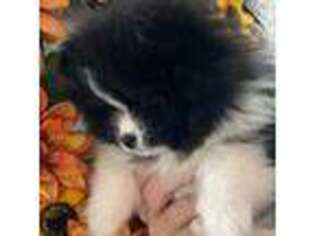 Pomeranian Puppy for sale in Maryville, MO, USA